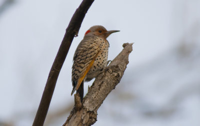 Northern Flicker