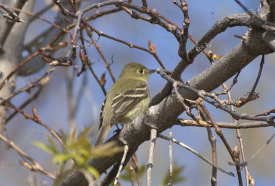 Acadian Flycatcher