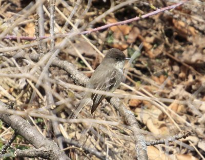 Eastern Phoebe