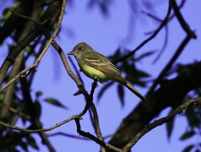 Great crested Flycatcher