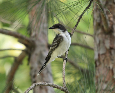 Eastern Kingbird