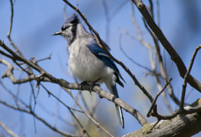 Blue Jay