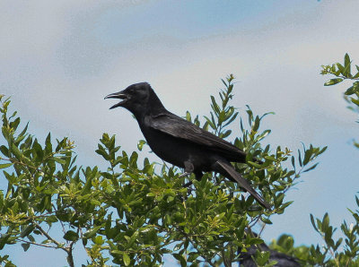 Fish Crow