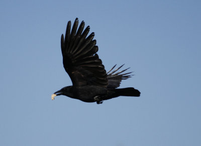 American Crow