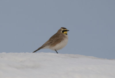 Horned Lark