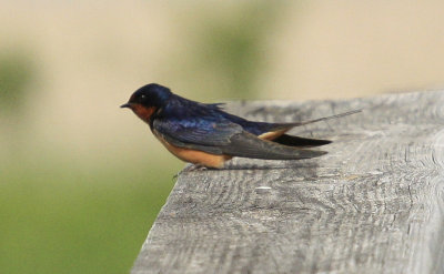 Barn Swallow.jpg