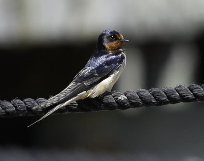 Barn swallow (4).tif