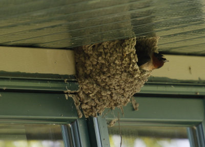 Cliff Swallow