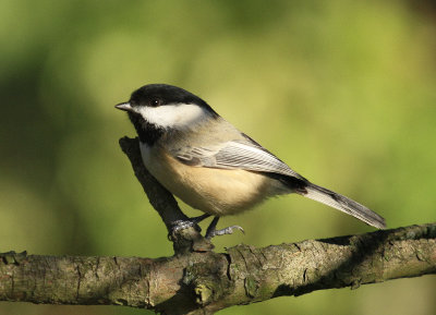 Black capped Chickadee