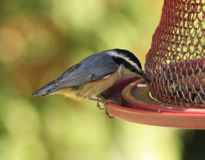 Red breasted Nuthatch