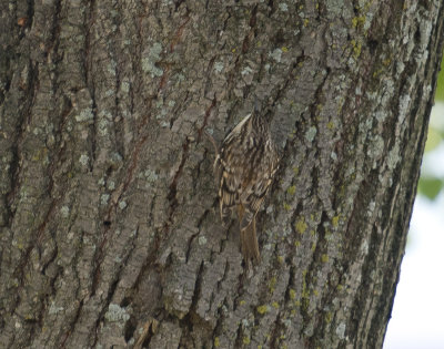 Brown Creeper