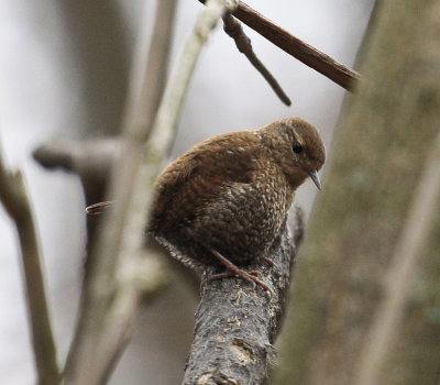 Winter Wren