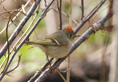Ruby crowned Kinglet (4).jpg