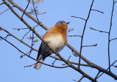 Eastern Bluebird