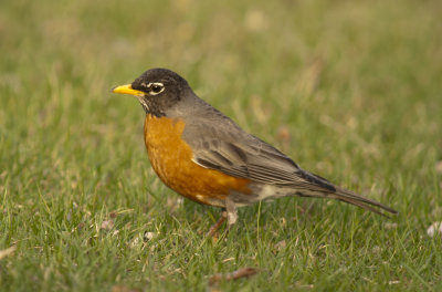 American Robin