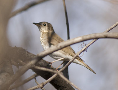 Gray cheeked Thrush