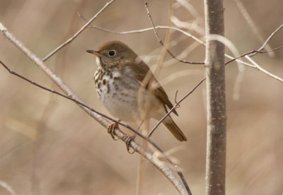 Hermit Thrush (2).jpg