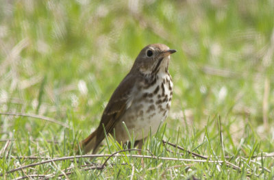 Hermit Thrush (9).jpg