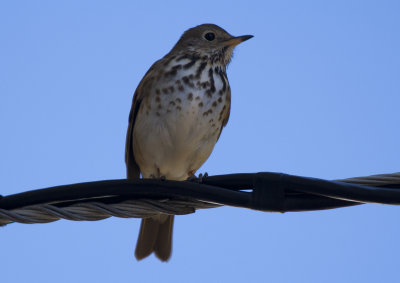 Hermit Thrush
