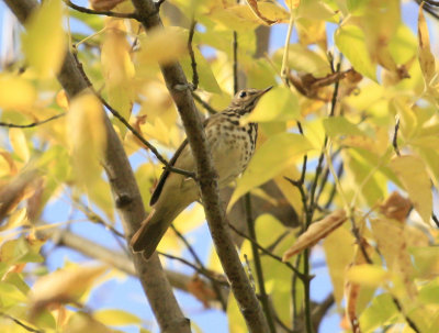 Swainson's Thrush (2).jpg