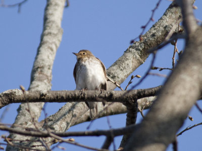 Swainson'sThrush