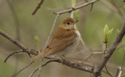 Veery