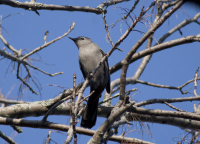 Gray Catbird