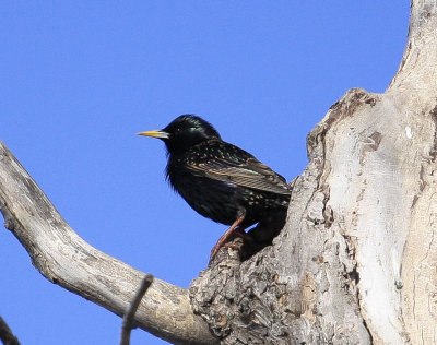 European Starling