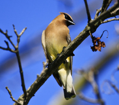 Cedar Waxwing