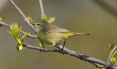 Orange crowned Warbler