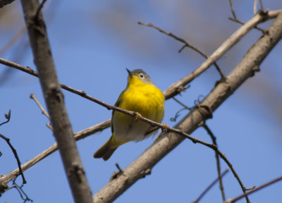 Nashville Warbler