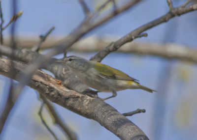 Tennessee Warbler