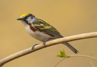 Chestnut sided Warbler