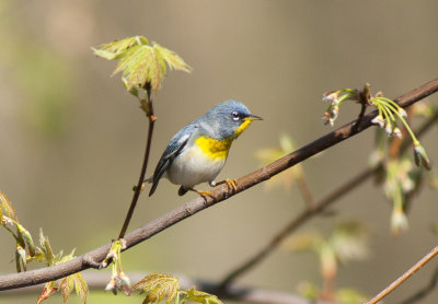 Northern Parula