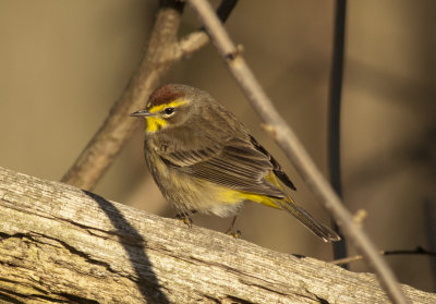 Palm Warbler