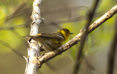 Cape May Warbler