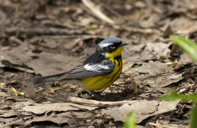 Magnolia Warbler