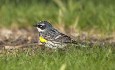 Yellow rumped Warbler