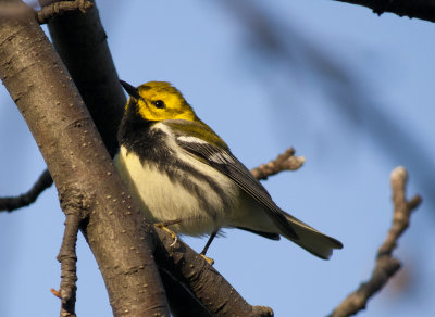 Black throated Green Warbler