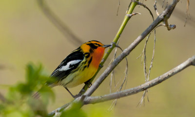 Blackburnian Warbler