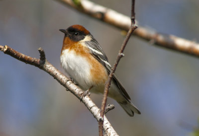 Bay breasted Warbler