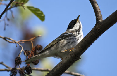 Blackpoll Warbler