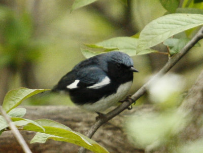 Black throated Blue Warbler
