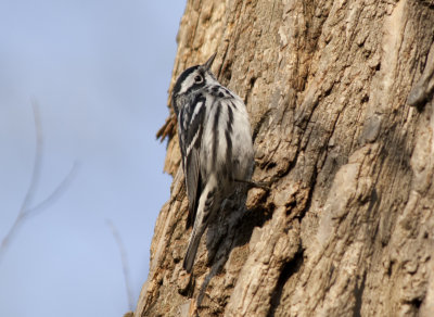 Black and white Warbler