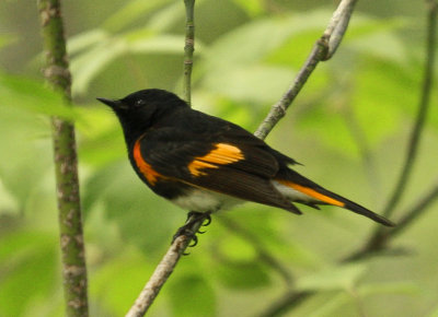 American Redstart