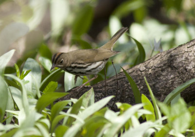 Ovenbird