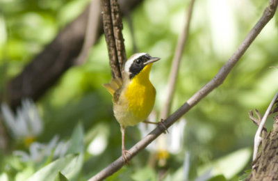 Common Yellowthroat