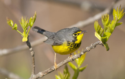 Canada Warbler