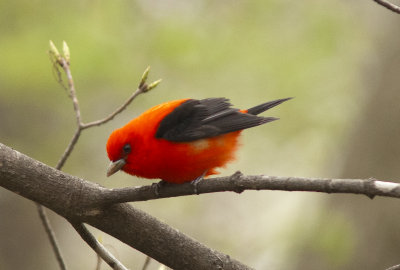 Scarlet Tanager (12).jpg