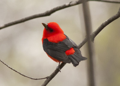 Scarlet Tanager